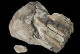Unprepared Hadrosaur (Edmontosaur) Femur End #120059-2